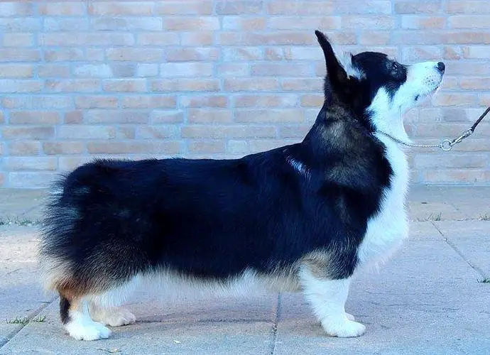 Dragonjoy Black Magic