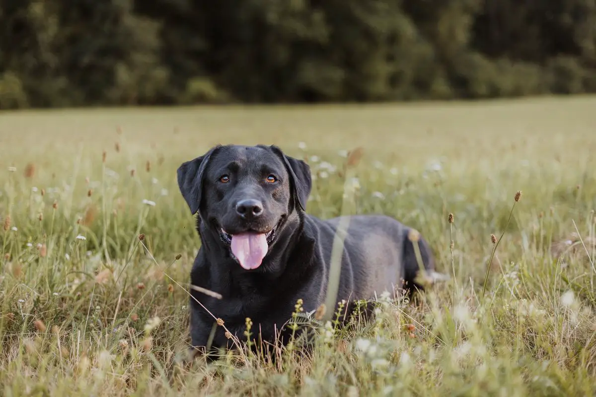 r.CAC,V2, 3x VD Xenie lab z Vlčích luk