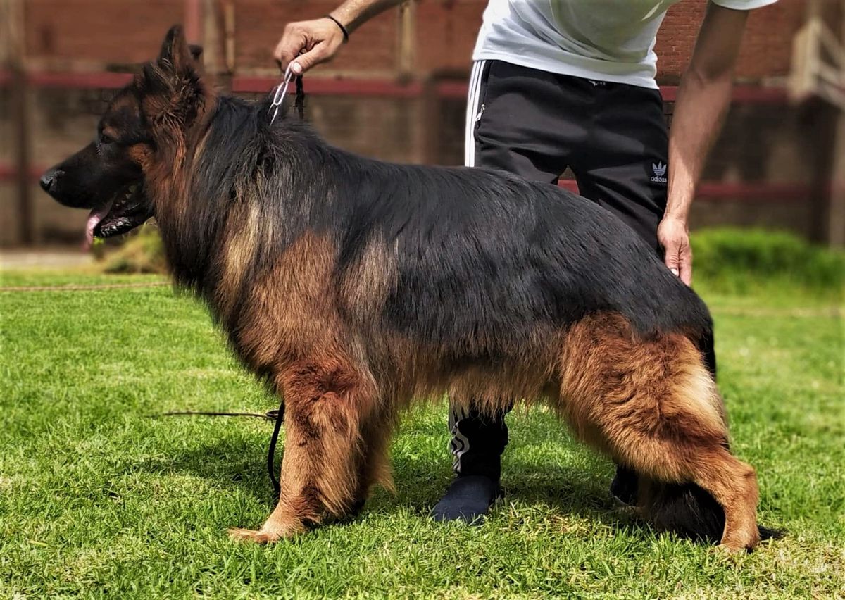 Goliath Vazquez