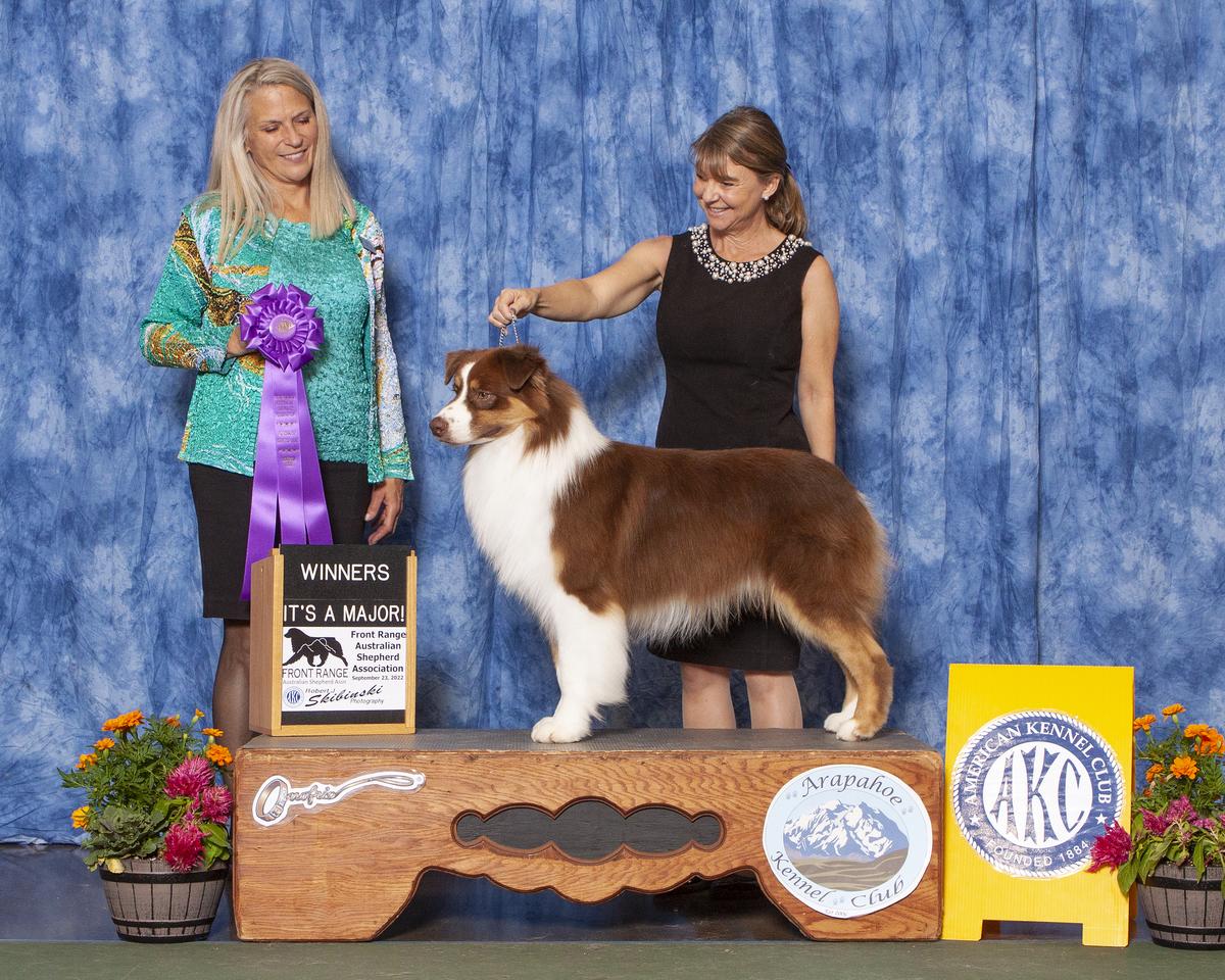 AKC GCH/ASCA CH Harmony Hill's  Bust A Move