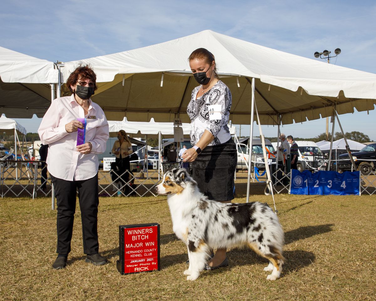 AKC GCH FoxRest Pip Pip Hooray!