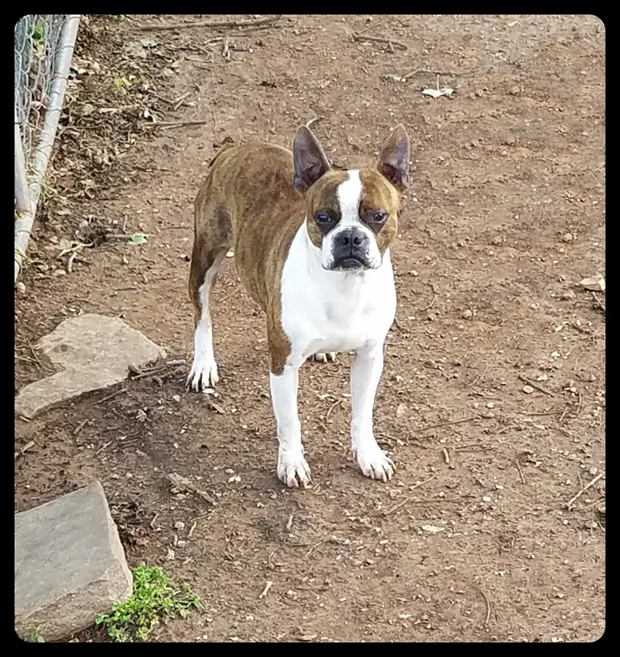 Blazin's Dazzling Dusty