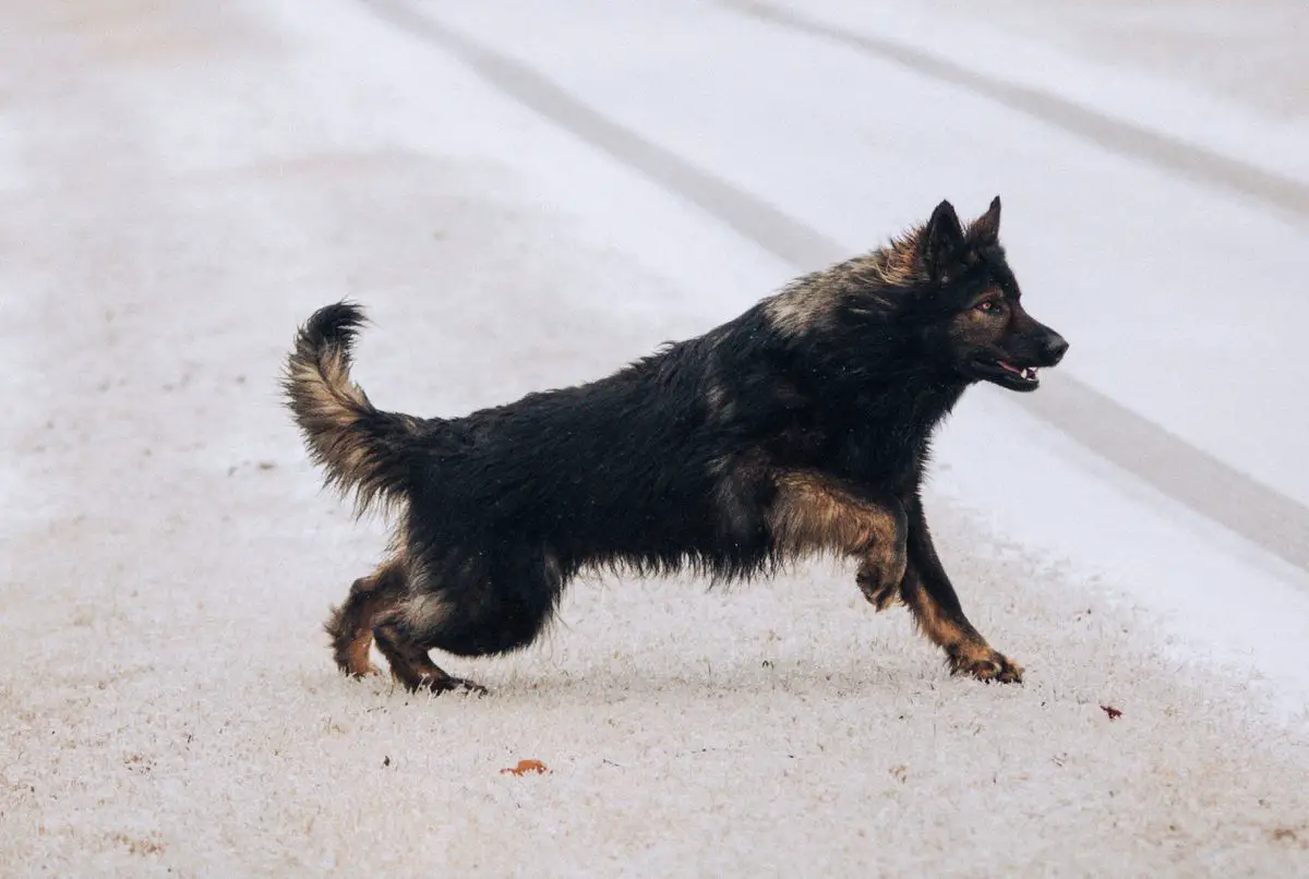 Kreeper Von Kreeperton