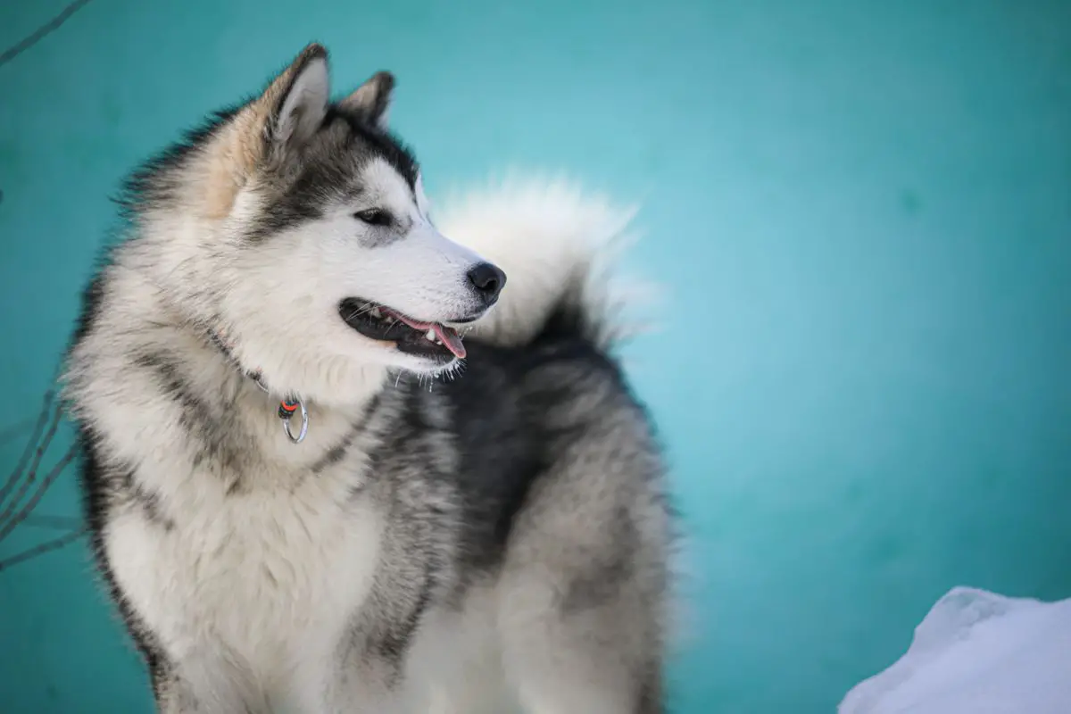 JCH RUS/CH RUS/CH RKF/JCH Eurasia 2021/JCIS Winner’21 Gold Of Maja Marlene