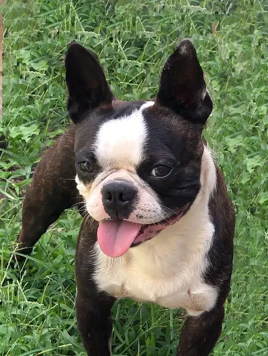 Cadle's Clyde Chestnut Barrow