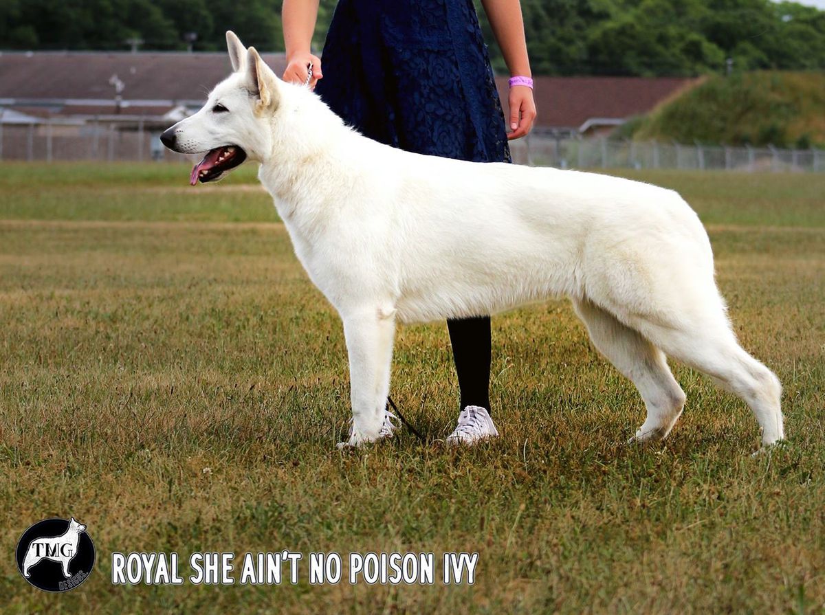 UKC GR CH Royal She Ain't No Poison Ivy