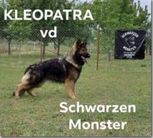 Kleopatra Schwarzen Monster