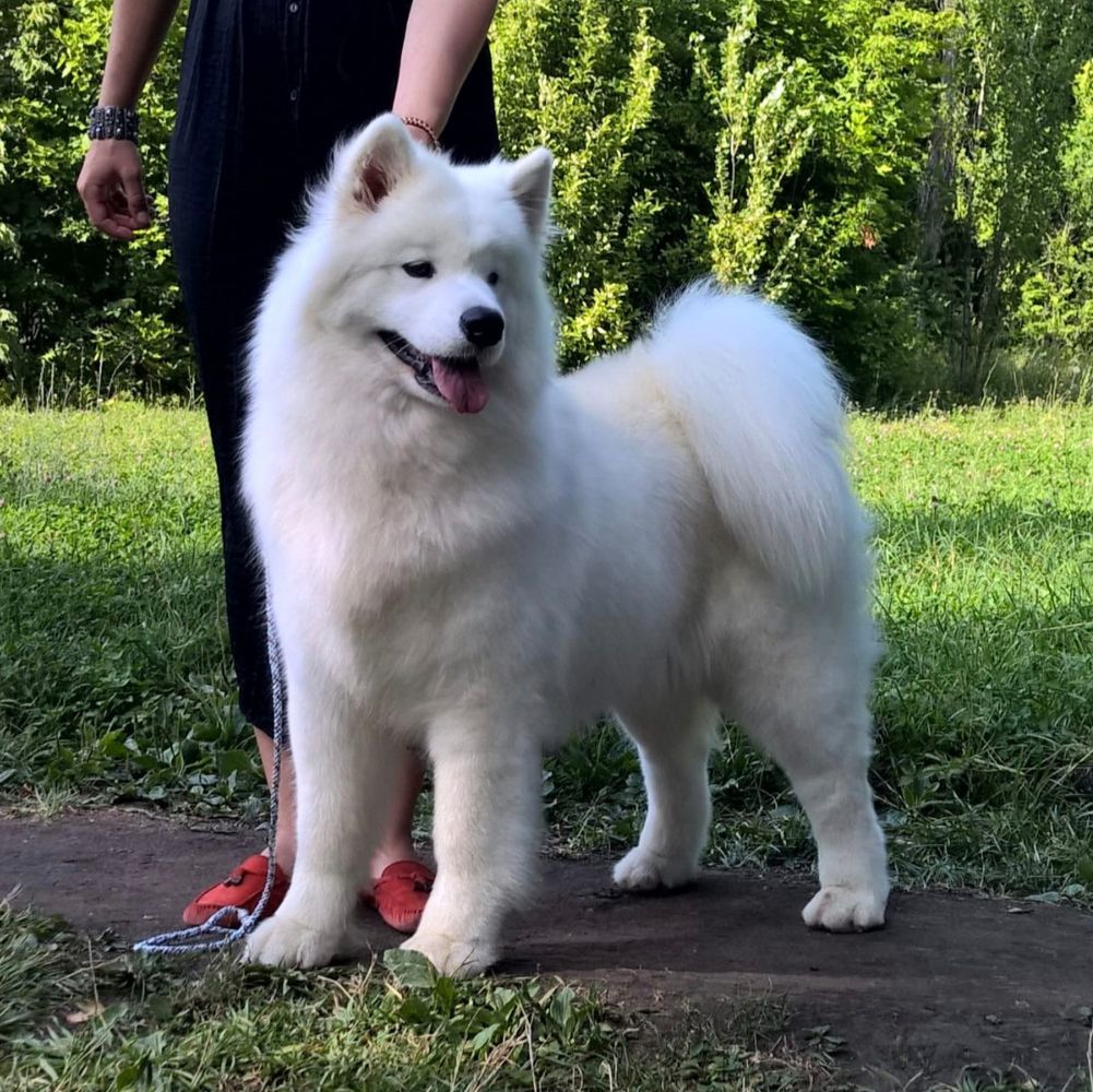 JChRUS, NATIONAL BREED CLUB CH, ChRUS, GrandChRUS, ChRKF POLAR MIST TO RUSSIA WITH LUV
