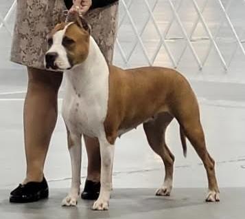 AKC GCh Liberty Spectrum's You Had Me At Merlot