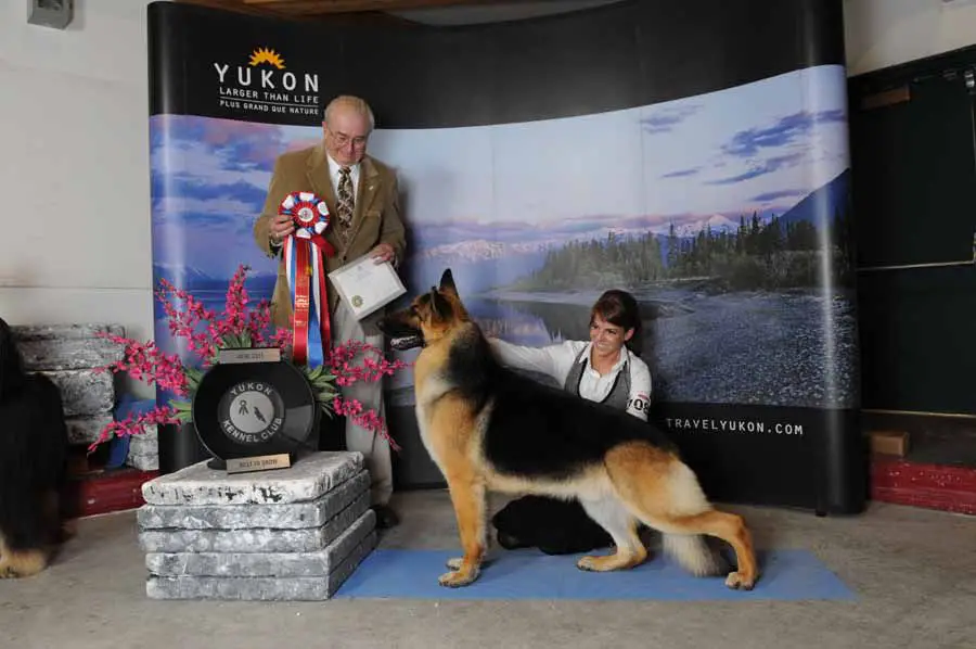 AM,CAN, Grand Champion Todorhaus Stetson