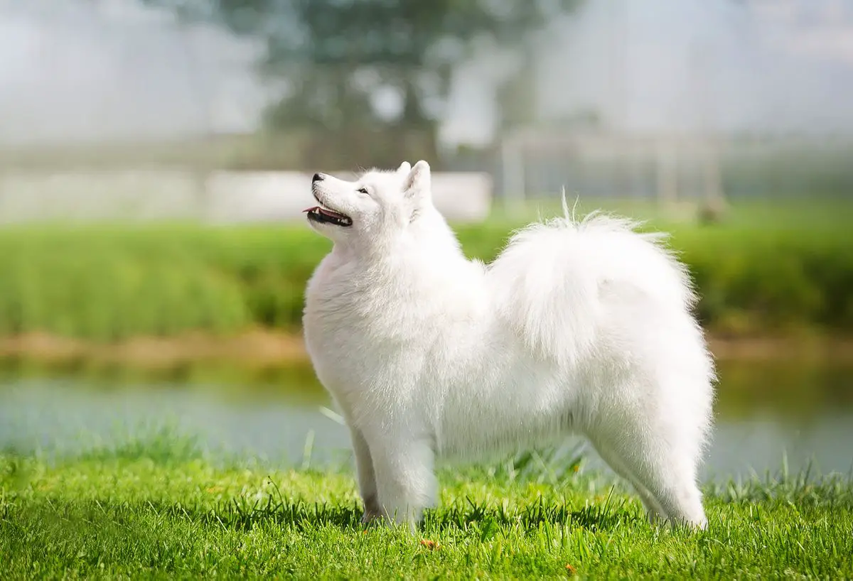 SUPER GRAND CH BLR. JCH+CH (BLR). JCH (RUS). GCH+BCH BLR FIRST LEDY WOLF'S TRAIL