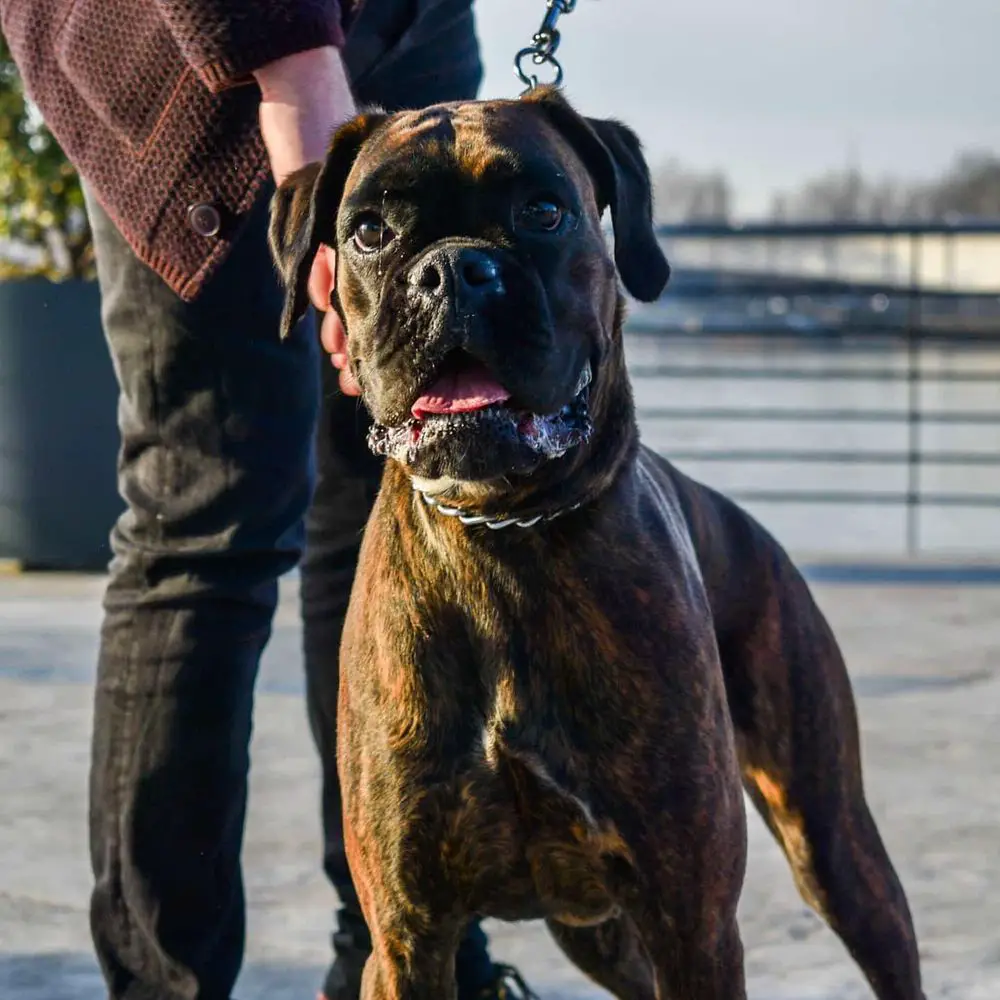 Areta Del Cuore Grande