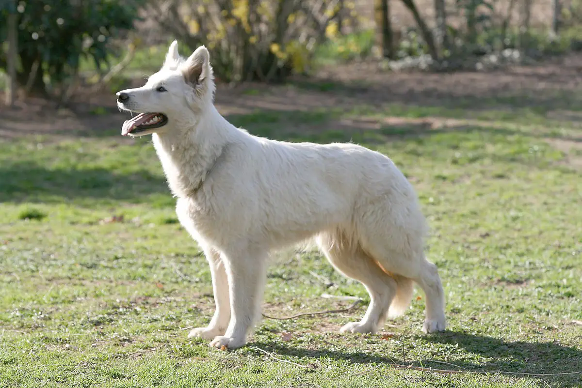 Hera of White Friends