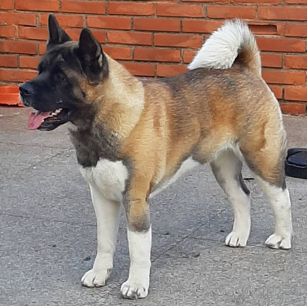 Berlin Kuma Hunter Kennel