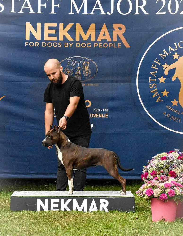 JCH CH GRCH Apocalypse Now in Oltenia Lands