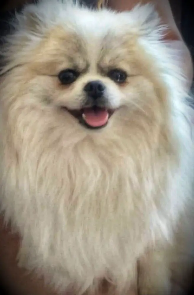 My Lady Paris