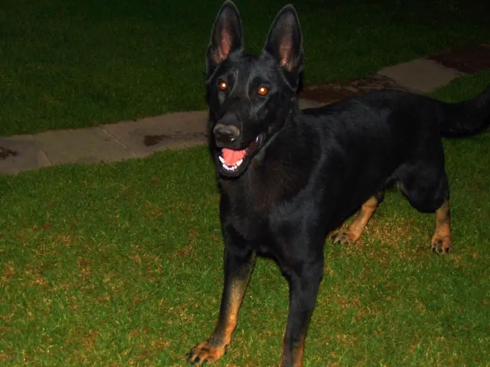 Mamba (Abi) Mex. Fci