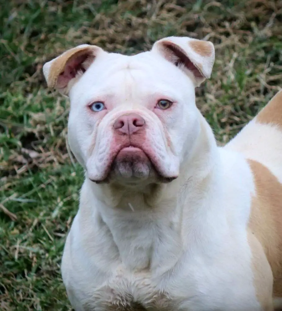 Steel Curtain's Ice Blue