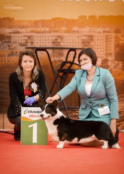 Grand Ch, Club Ch, Rus Ch, Jun Rus Ch, Jun Club Ch, Jun Gran Major Point Zucchero