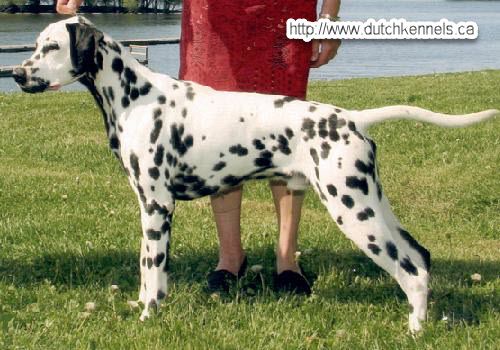 CH Onsengeltje Zig Zag To The Top