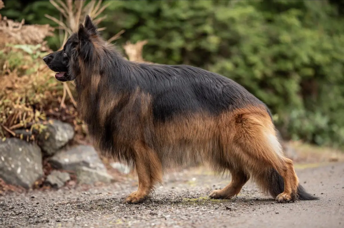 Grand Theft Niko Drago Team USA