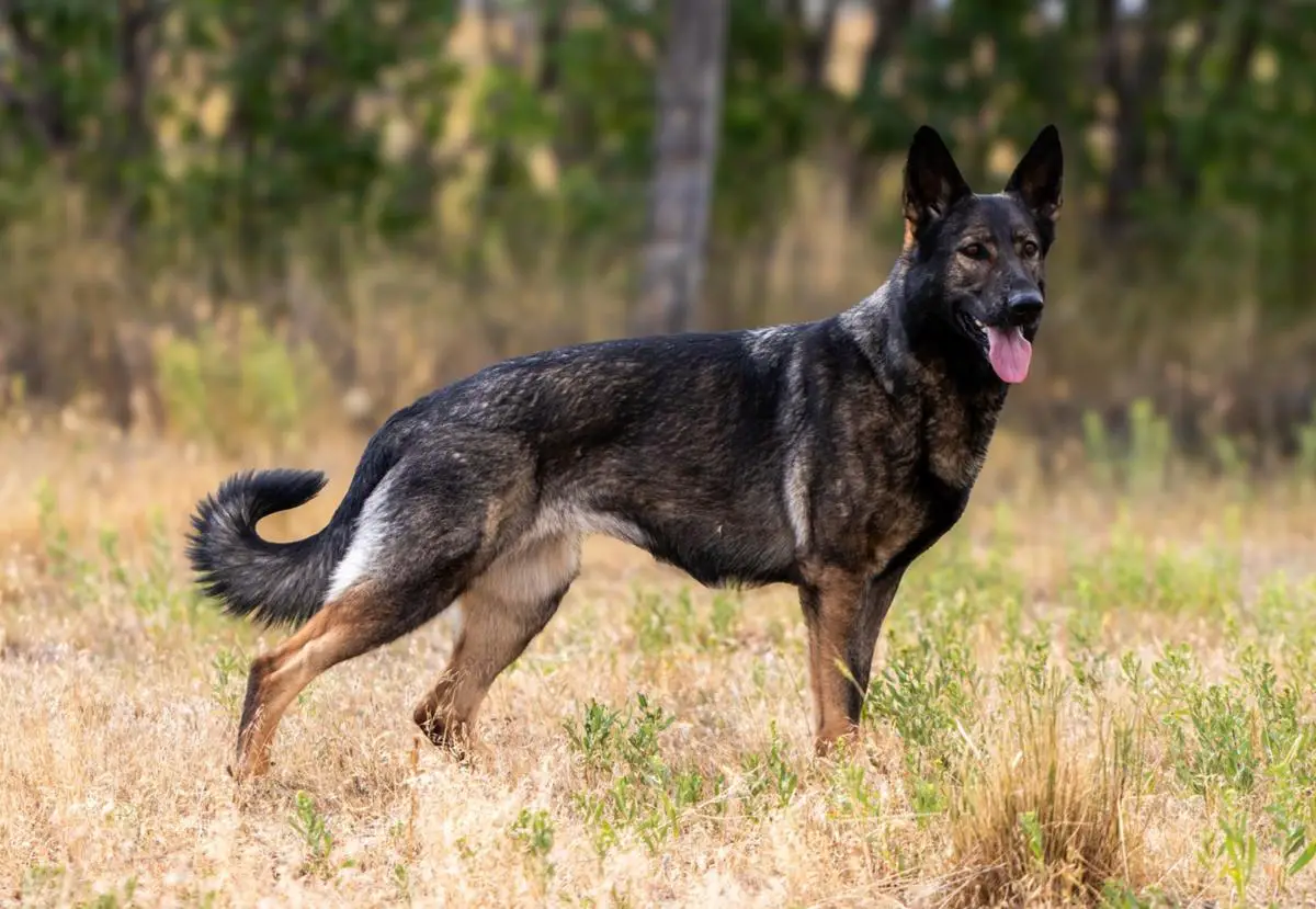 Ember Von Den Weidefeuer