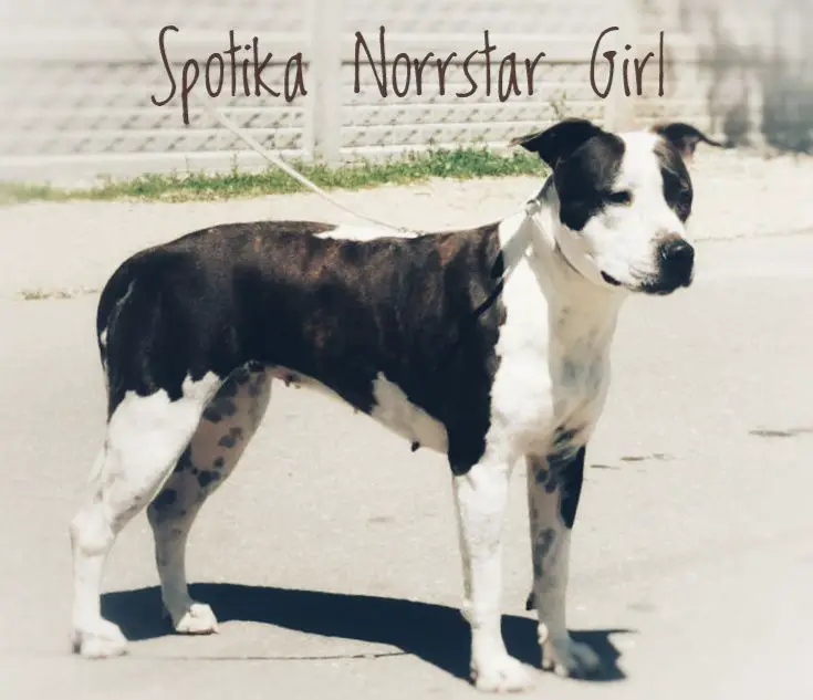 Spotika Norrstar Girl