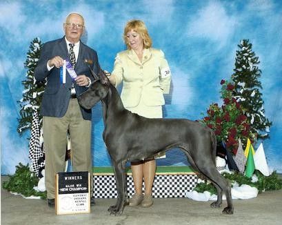 Am Ch Creeks Perlwin Wild Blue Luka Motion