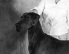 Can Ch Dark Horse’s Great Big Sea