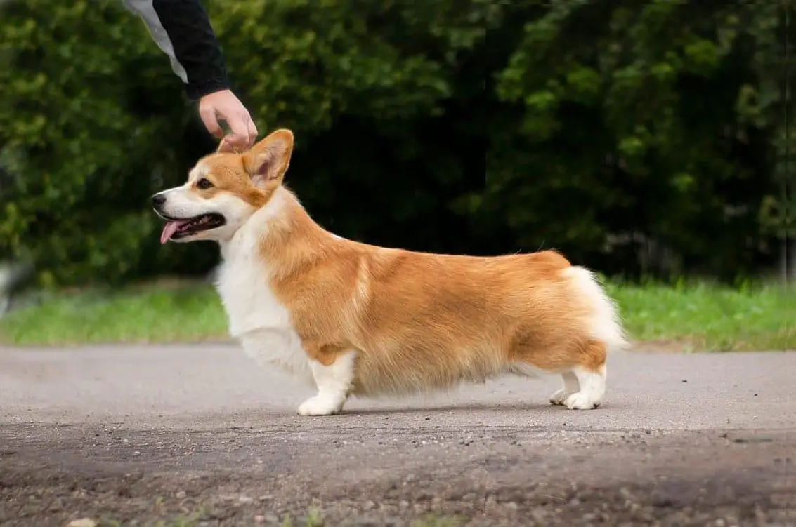 JCH.RKF, JCH.RUS KOTOMIN'S HIT THE SPOT