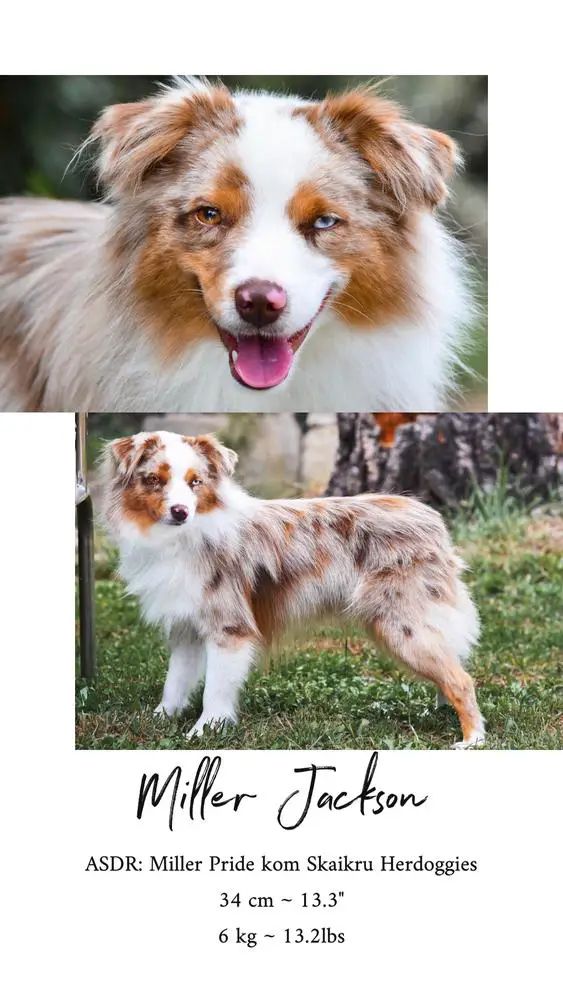 Miller Pride kom Skaikru Herdoggies