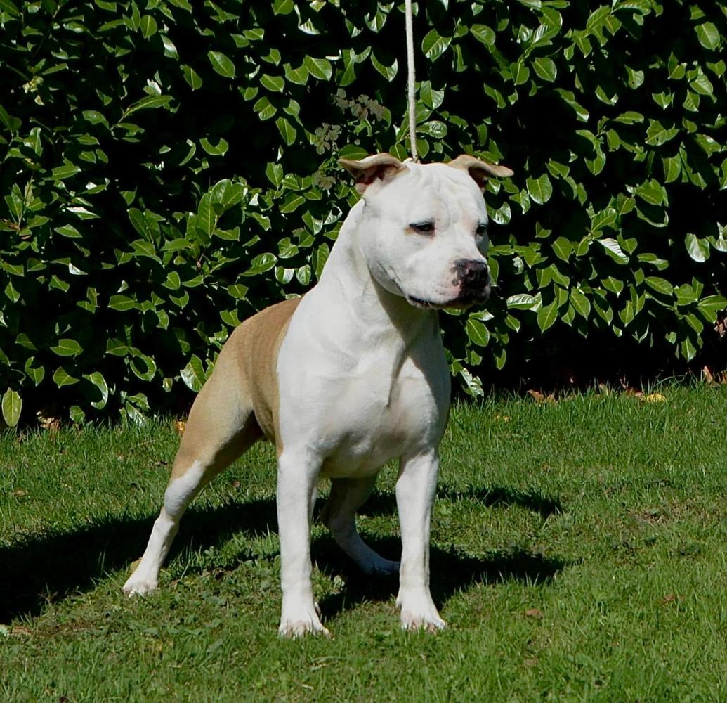 Dreamcatcher Of Happy Rascals