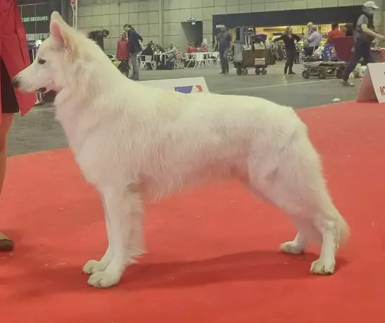 CIB, RCHCL, SRBGCH, HCH Ronin Ahlitah Quest