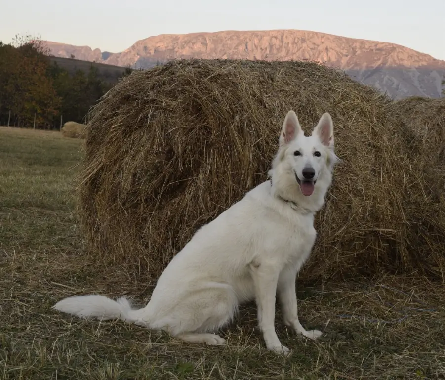 BOB, CAC, CACIB Berna Katara de Lupi Albi