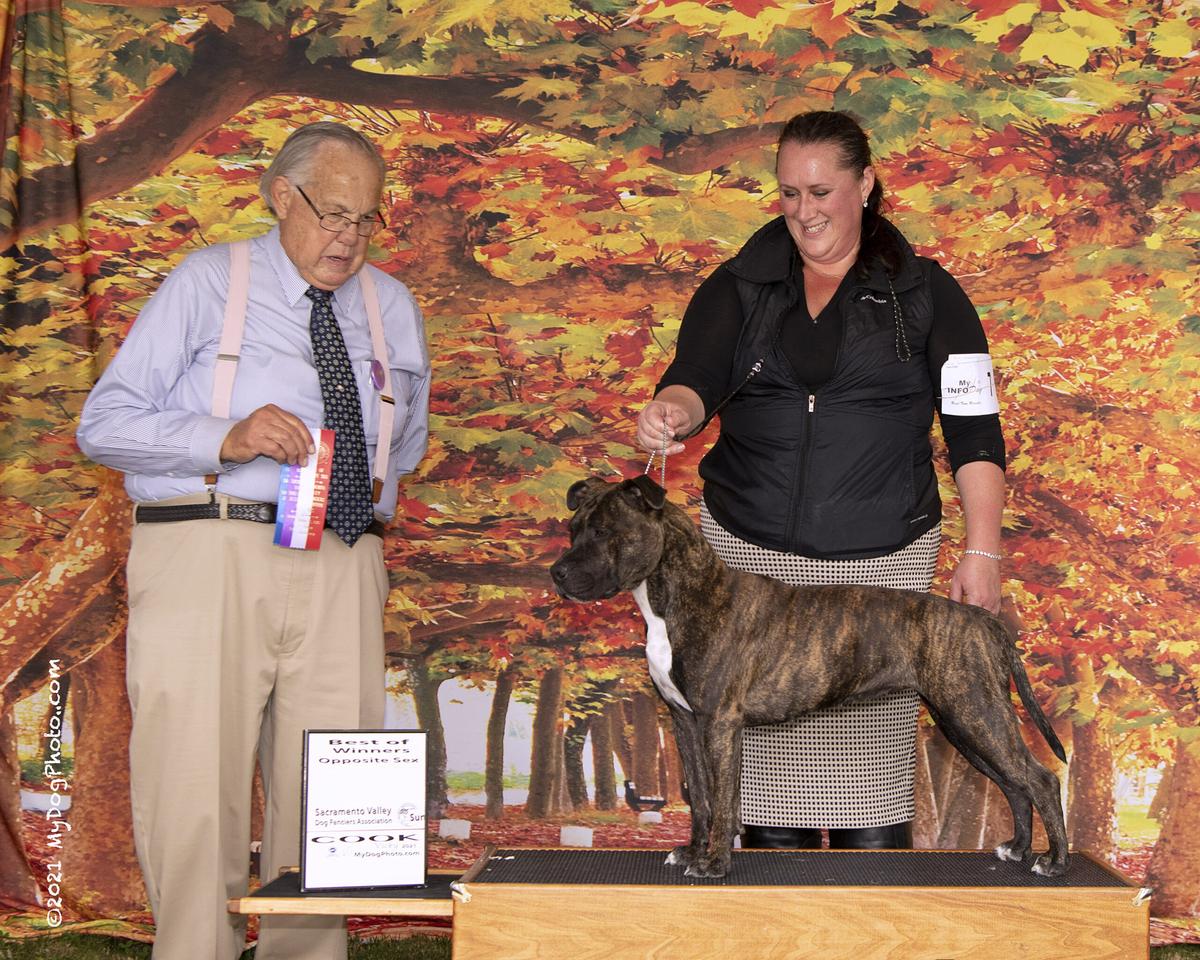 AKC Pointed Ironstone's Wicked Moon Rising
