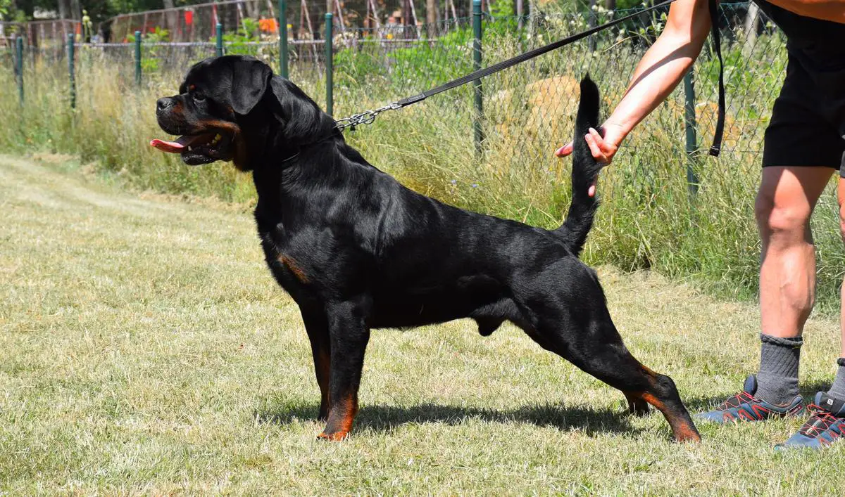 Tor vom Hause Drobny