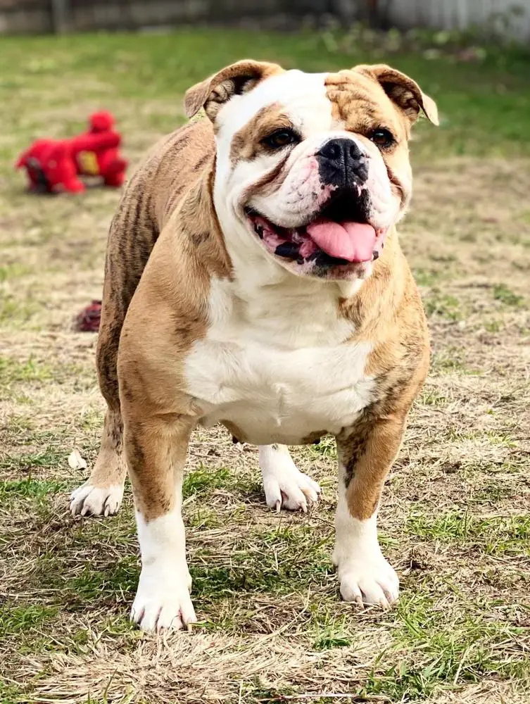 Nuyorican Bulldogges Bella