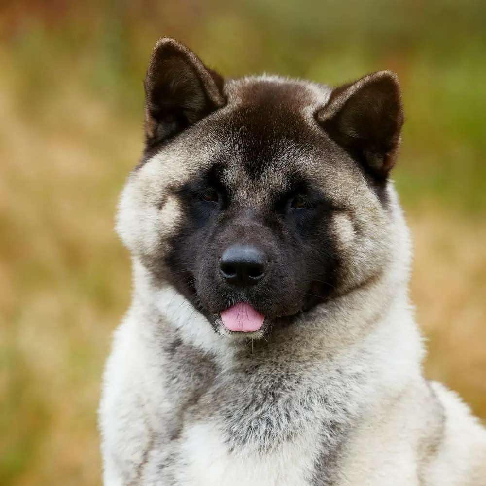 RUS/RKF CH, RUS/RKF JCH Heavenly Light Yasna