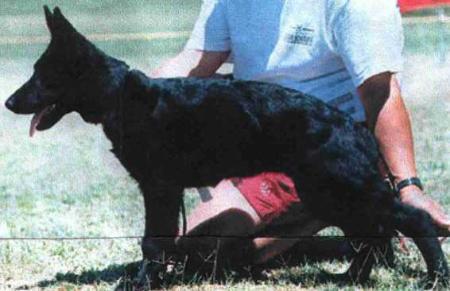 Wyrl vom Klövensteener Forst