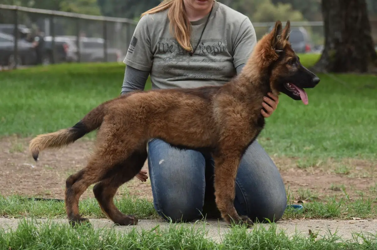 Calamity vom Dakonic