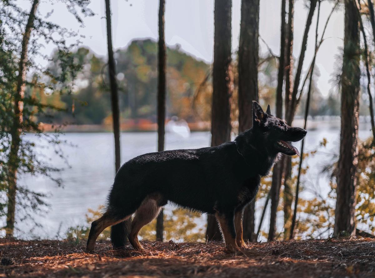 Feel The Fury Vom Wolfhaus