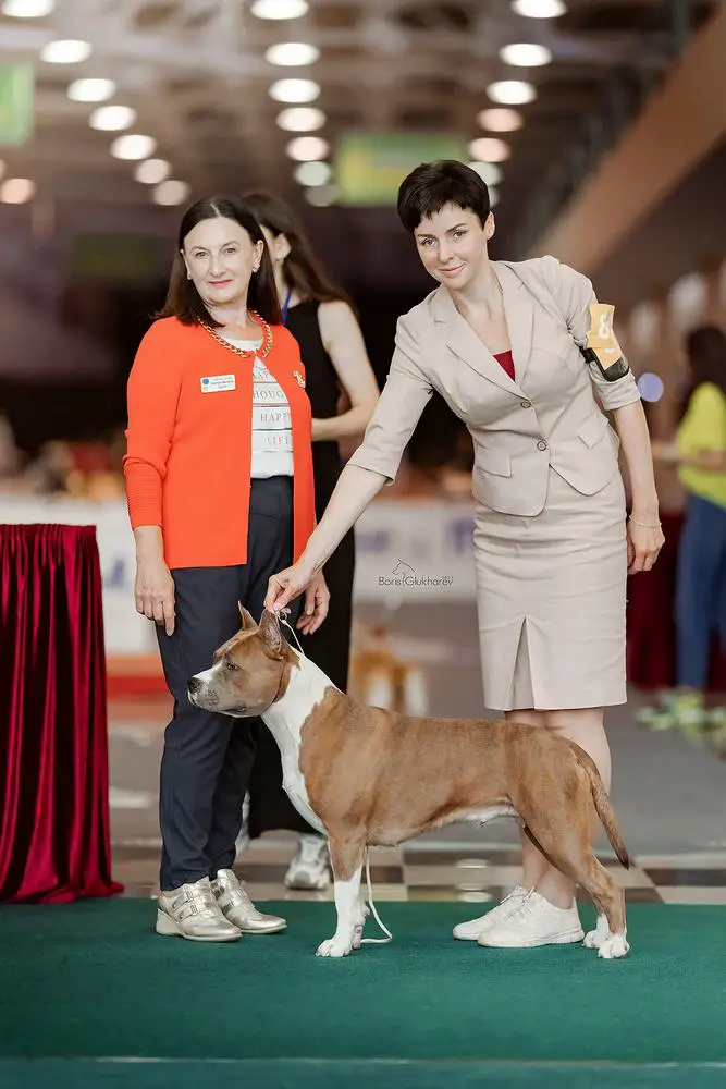 BISS WINNER,Grand Ch,Inter Ch, Ch -JRus,Rus,RKF,Arm,Geo,NBC EKSTRA STIL PRADA