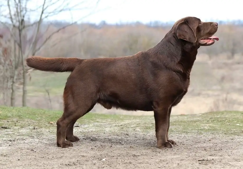 Little Demon Optimus Canis