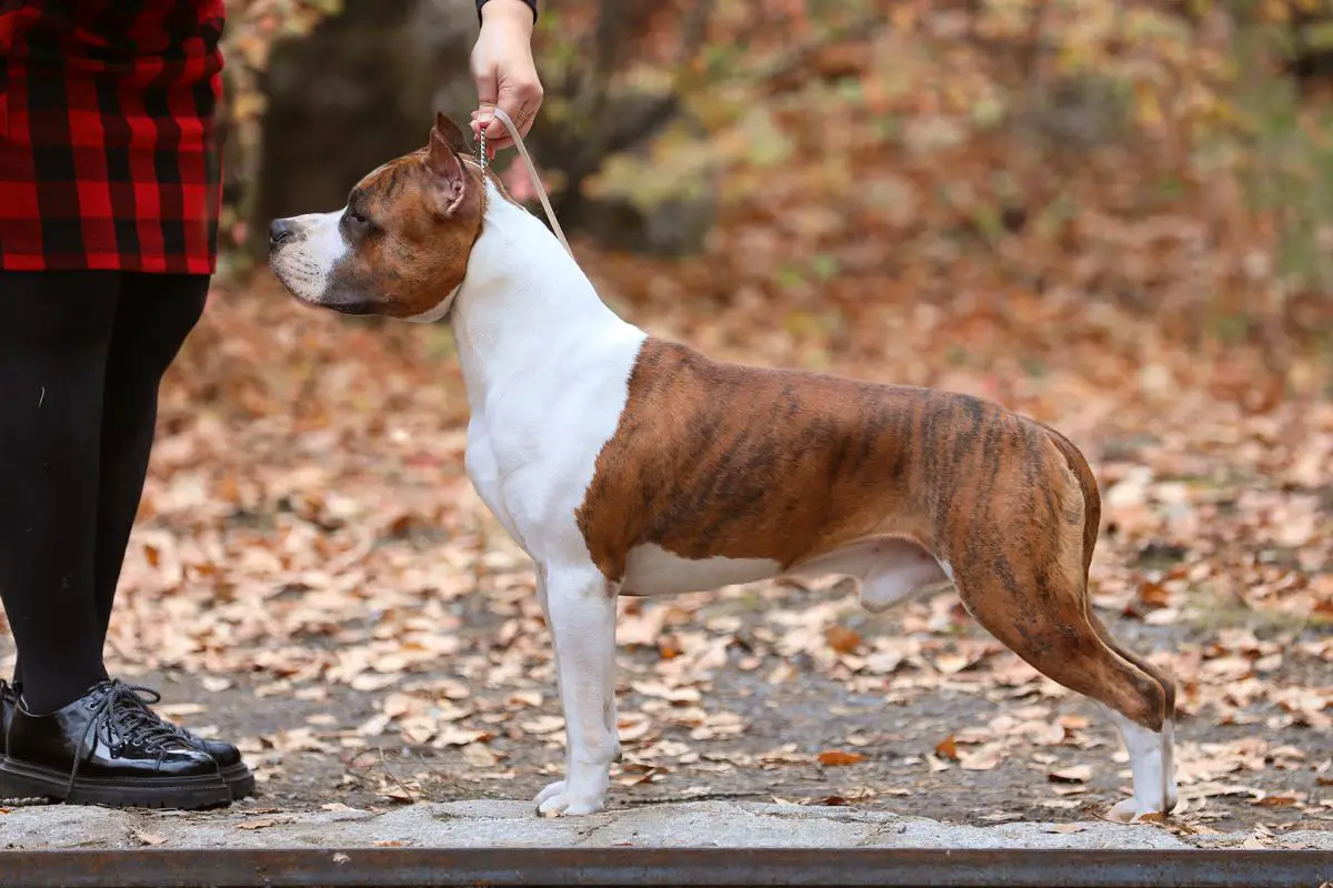 GRAND CH RUS, SHOW CH RUS, GRAND JCH RUS, SHOW JCH RUS Van Gogh Iriss Delux