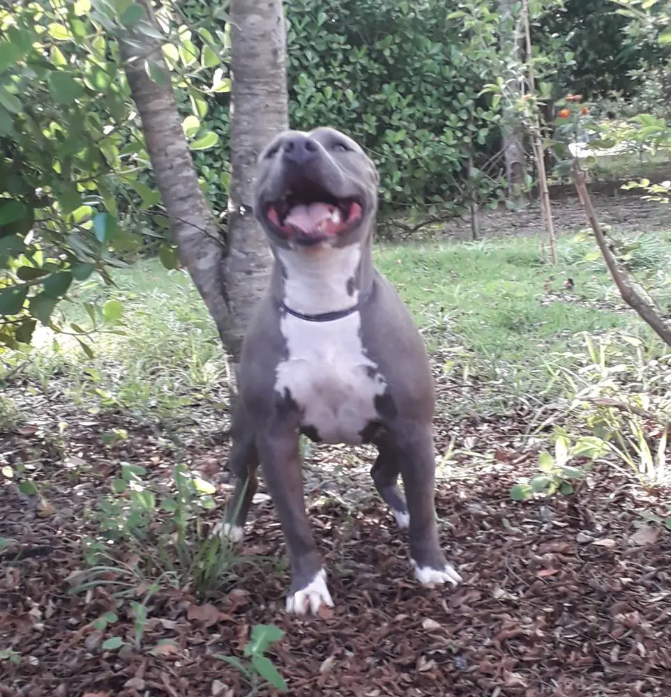 Ryra 02 Sacrata Foresta