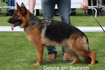 V1 Ursa am Seeteich