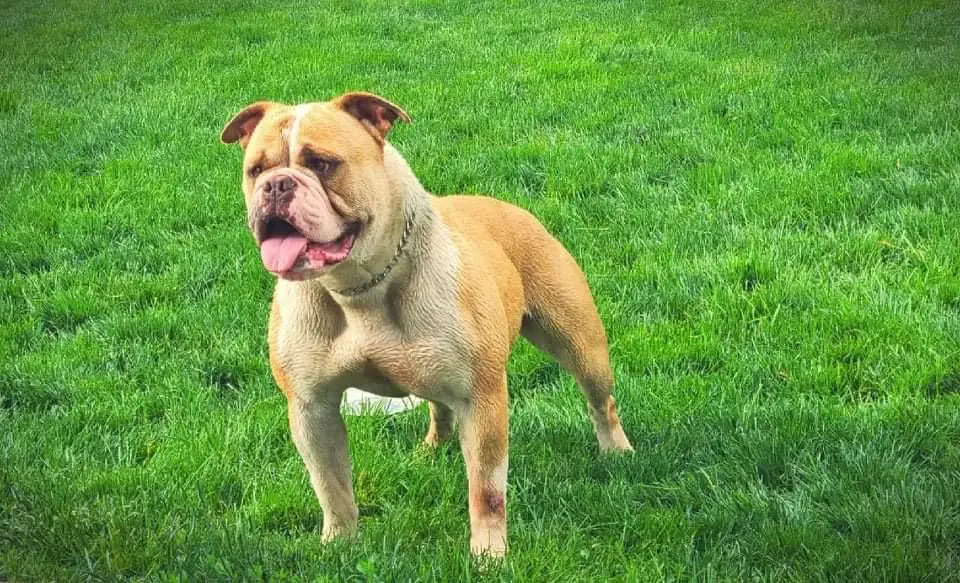 Eaton’s Queen Tiffany of BulletBulls