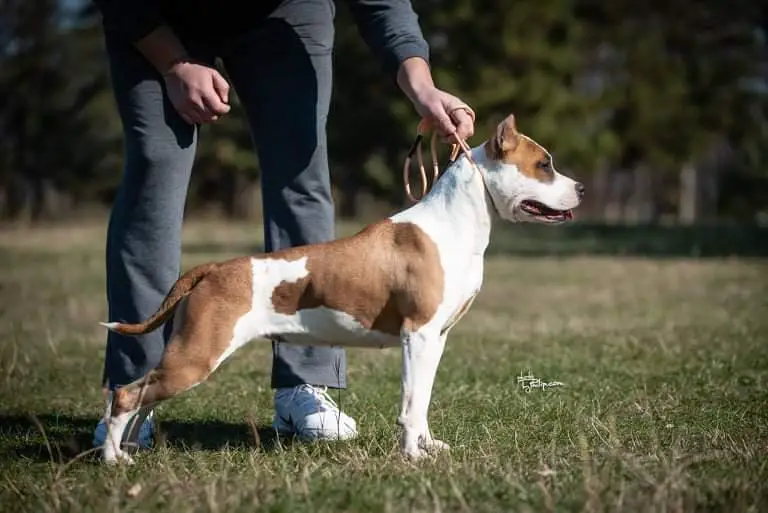 Ch.Serbia, JCh.Serbia, V2 Derby Indjija '21, BOB, BOG Ena Mutual Love