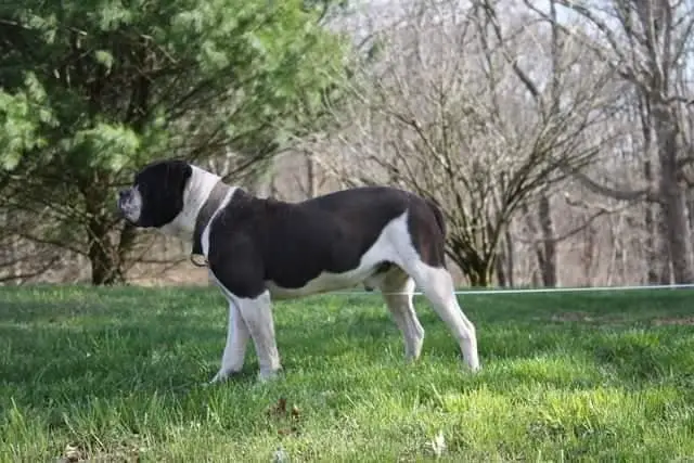 Secrest's Plain as Black & White