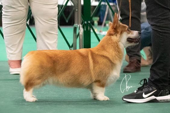 JCH CLUB, JCH RUS, JCH RKF, JGCH RUS, CH RUS, CH RKF Yantarniy Lis Vostochnaya Sirena Cleopatra